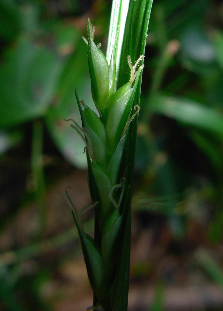 Carex olbiensis Jord. / Carice di Olbia
